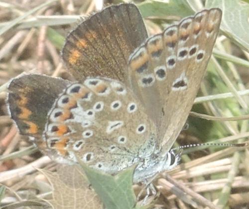 Polyommatus escheri